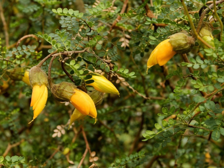Sofora Little baby, výška 30-40 cm, kvetináč 17 cm