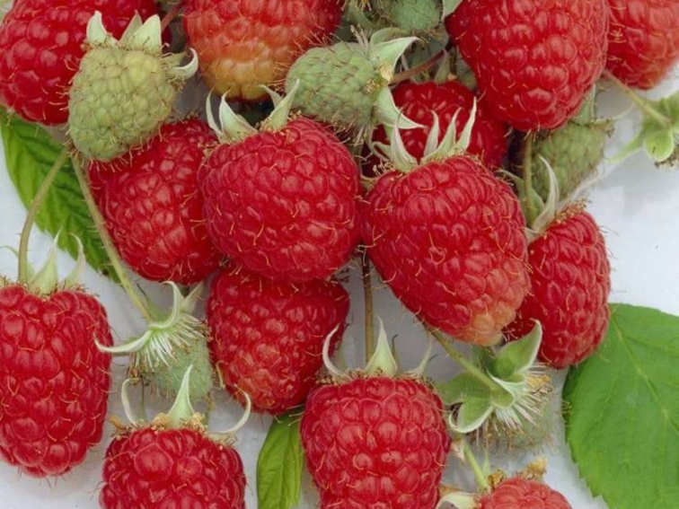 Malina Zefa Herbsternte, výška 30-40 cm, kvetináč 17 cm