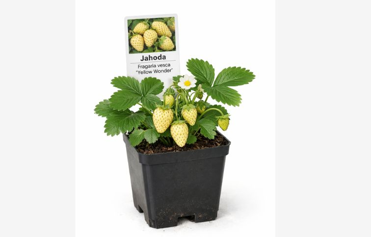 Jahoda lesná stálerodiaca Yellow Wonder