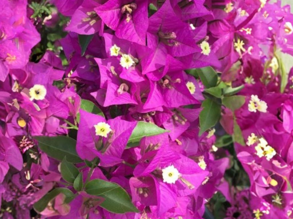 Bougainvillea Barbara Karst, výška 175-200 cm , kvetináč 10 l