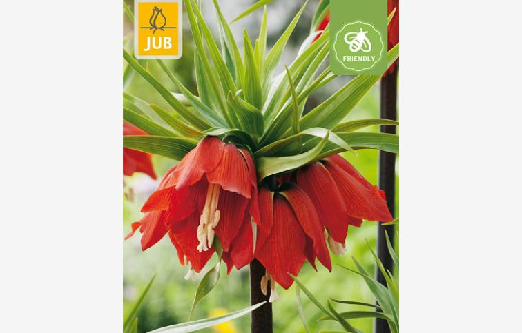 Korunkovka Imperialis Rubra 1 ks v balení