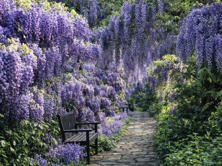 Vistéria veľkokvetá Blue Moon, výška 50-70 cm, kvetináč 15 cm