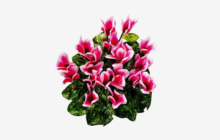 Cyklamén Snowridge Pink White, kont. p9