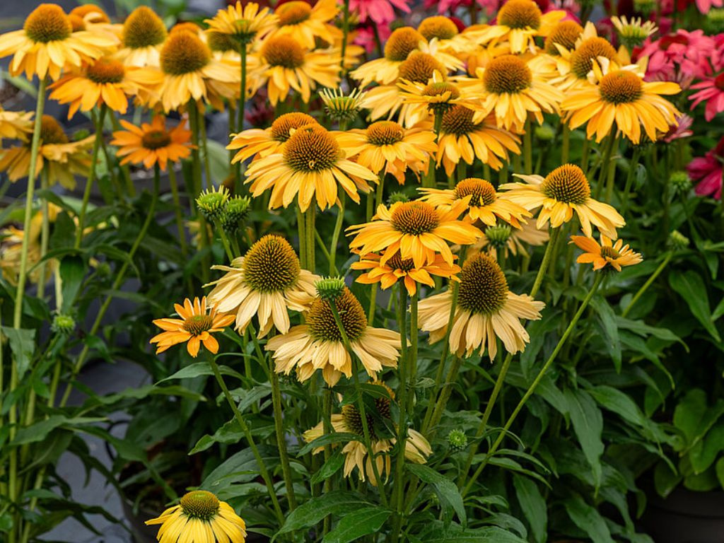 Echinacea purpurová SunMagic Mango