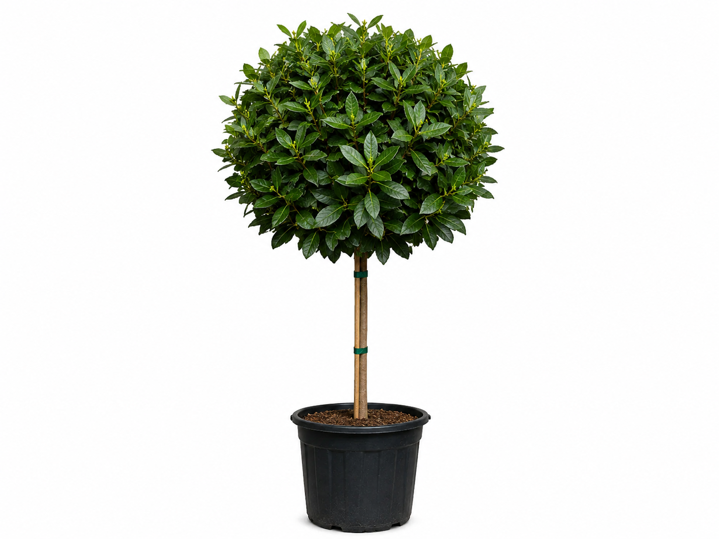 Vavrínovec lekársky Novita na 70-90 cm kmienku, výška 110-130 cm, kvetináč 18 l