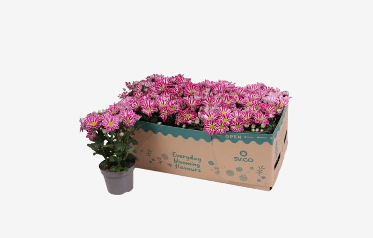 Chryzantéma Artistic Armin, kont. p12