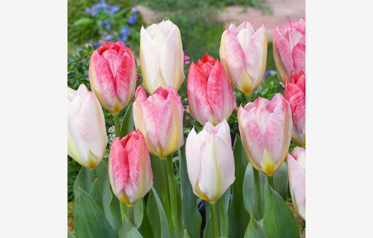 Tulipán Flaming Purissima 7 ks v balení