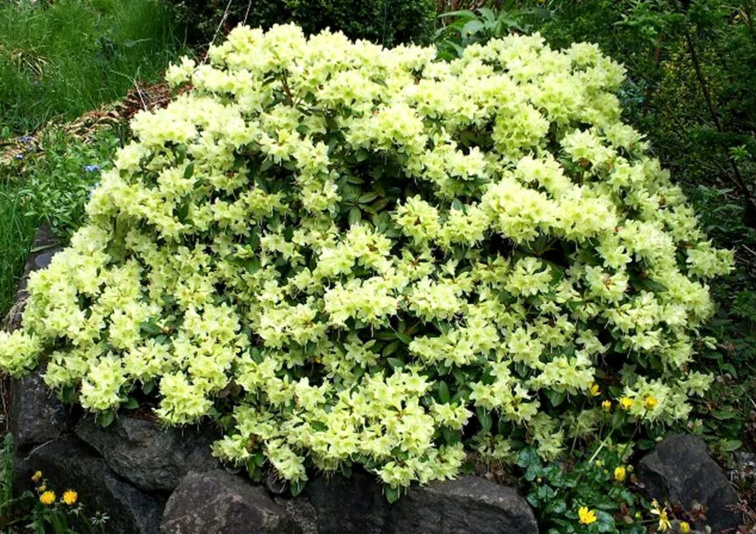 Rododendron Shamrock, výška 20-30 cm, kvetináč 17 cm