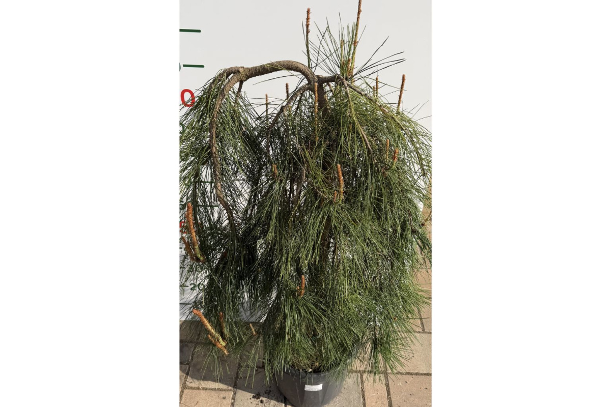 Borovica jotosho Pendula na kmienku, výška 90-100 cm, kvetináč 25 l