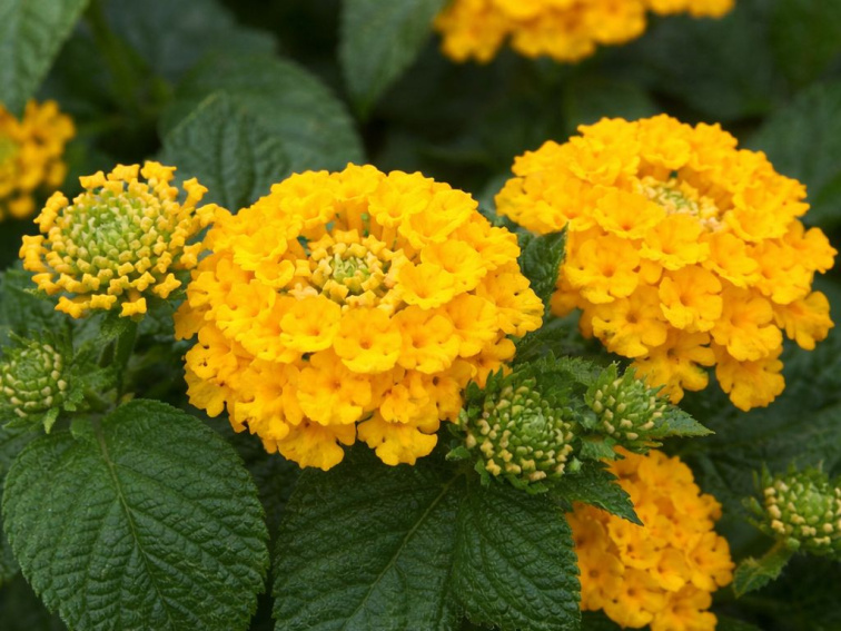 Lantana Lantropics Yellow