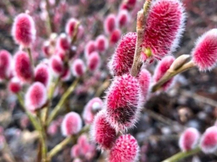 Vŕba štíhlopestíková Mount Aso 20-40 cm, kont. 12 cm