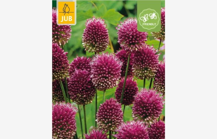 Okrasný cesnak Sphaerocephalon 100 ks v balení