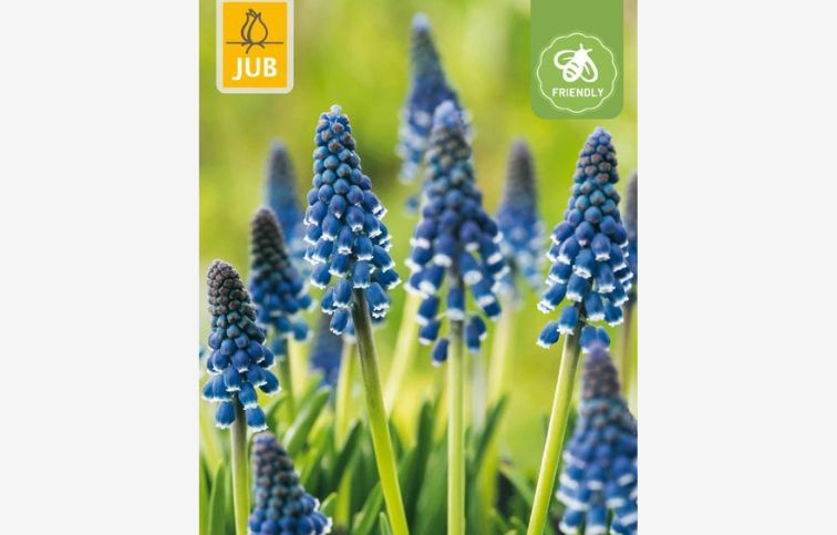 Modrica Night Eyes 10 ks v balení