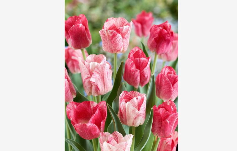 Tulipán Hemisphere 12 ks v balení