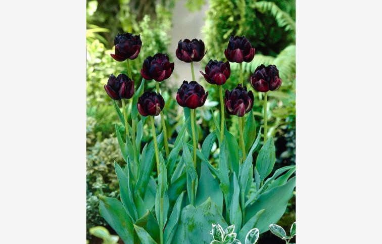 Tulipán Black Hero 5 ks v balení