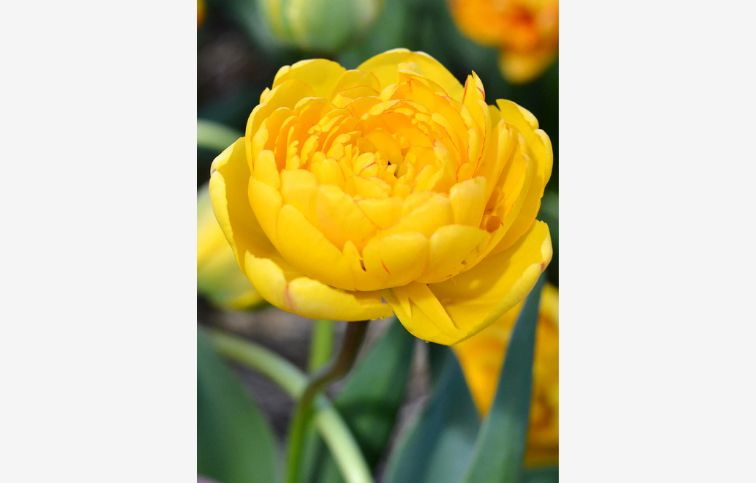 Tulipán Yellow Pompenette 7 ks v balení