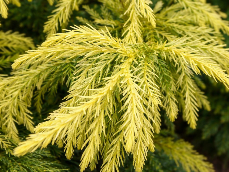 Kryptoméria japonská Hongarian Gold, výška 90-120 cm, kvetináč 23 cm