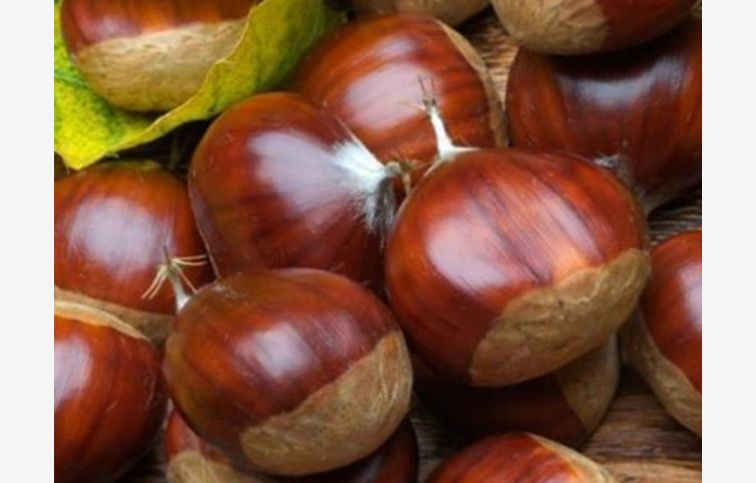 Gaštan jedlý Marigoule, semenáč, 120-140 cm , kont. 6 l