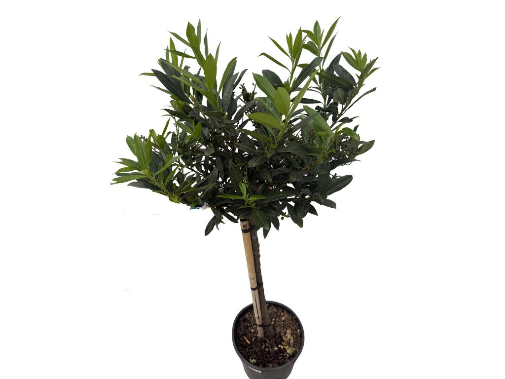 Vavrínovec lekársky Otto Luyken na 70-80 cm kmienku, výška 110-130 cm, kvetináč 18 l