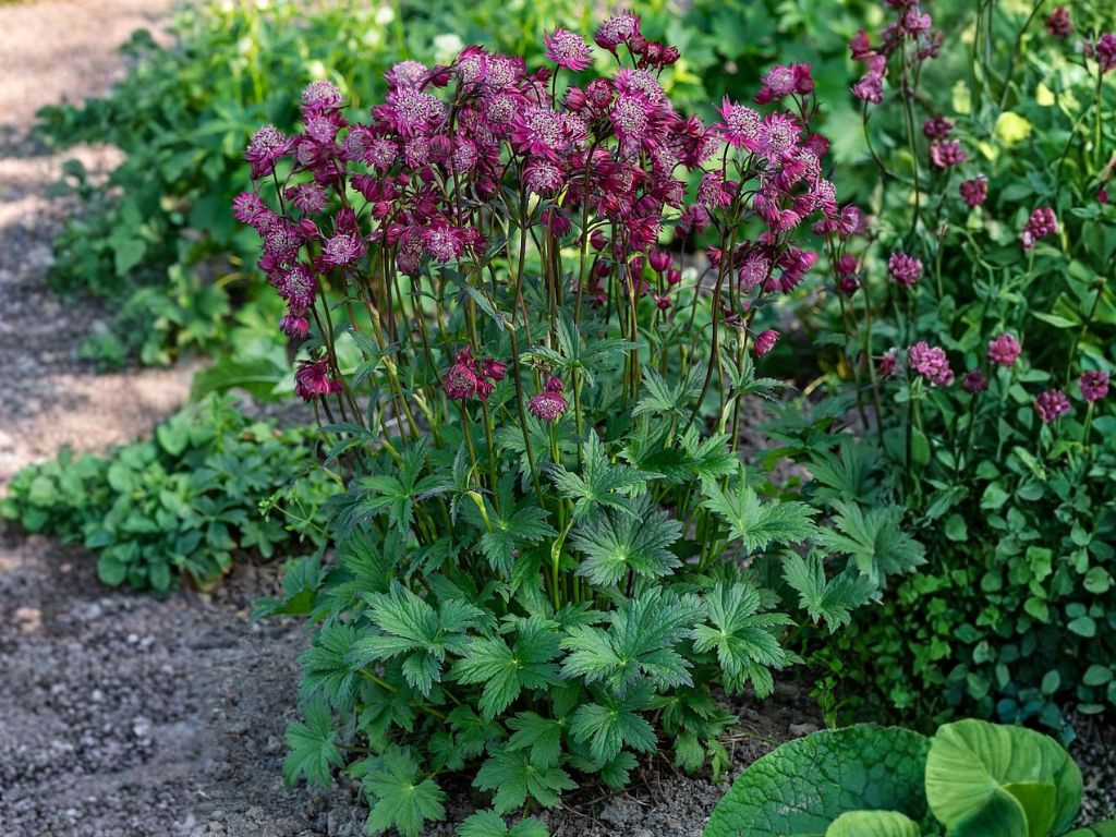 Astrantia major Astra Red