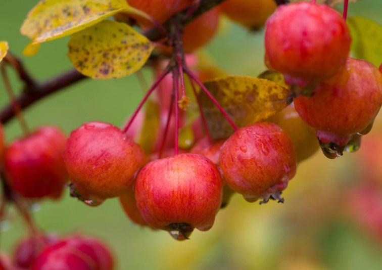 Okrasná jabloň Evereste, výška 80-100 cm, kvetináč 26 cm
