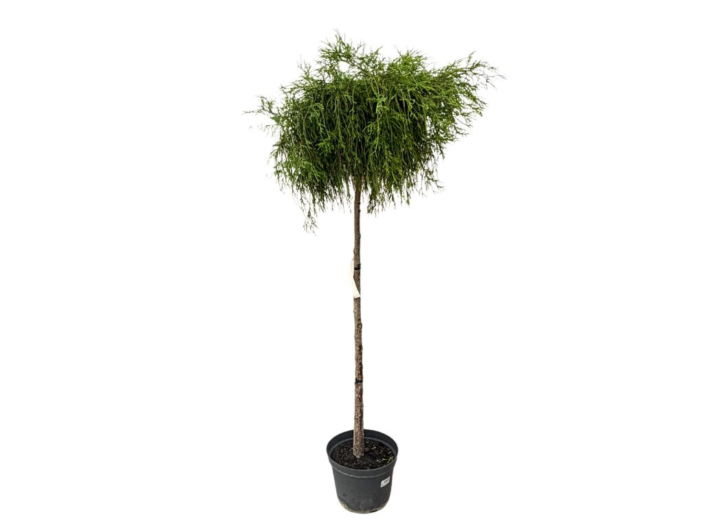 Cypruštek hrachonosný Filifera na kmienku 120-140 cm, kont. 7,5-10 l