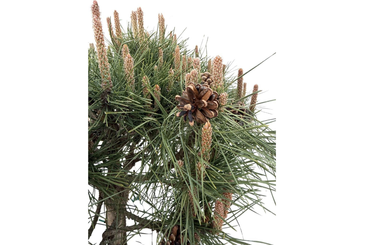 Borovica čierna Brevifolia na 80-90 cm kmienku, výška 110-130 cm, kvetináč 25 l