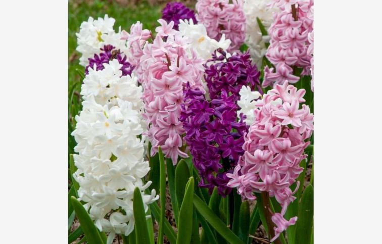 Hyacint Pastel MIX 10 ks v balení