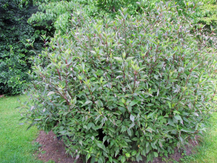 Drieň biely Kesselringii, výška 30-40 cm, kvetináč 14 cm