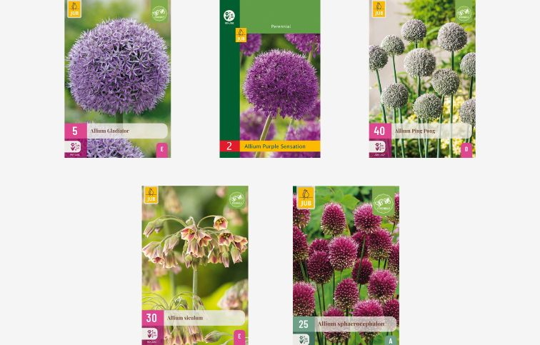 Okrasný cesnak 5 odrôd oddelene balené 80 ks v balení - Bulb Garden Allium