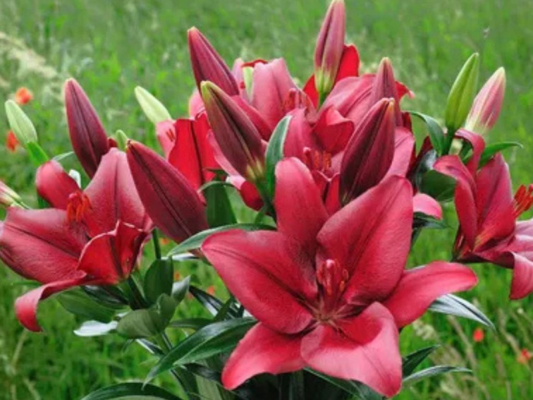 Ľalia Forza Red, kvetináč 11 cm