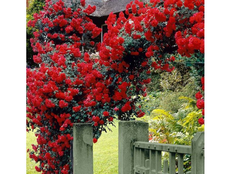 Ruža popínavá Pauls Scarlet Climber, výška 50-60 cm, kvetináč 1,5 l