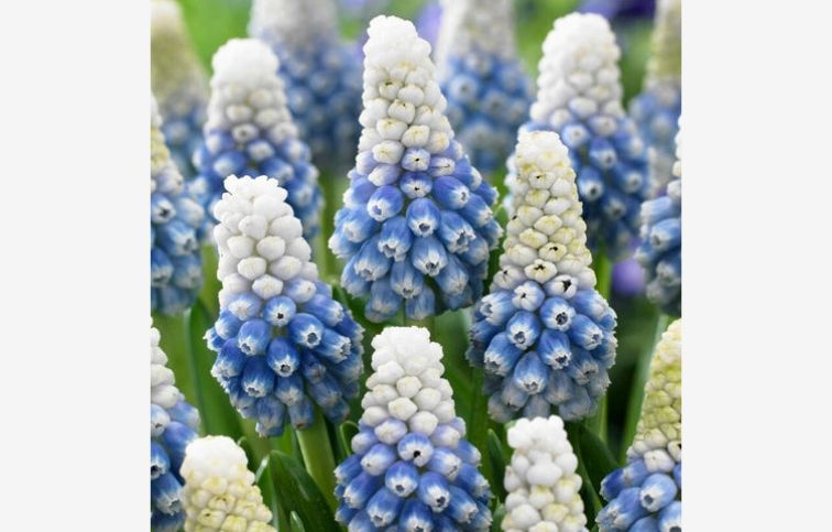 Modrica Mountain Lady 15 ks v balení