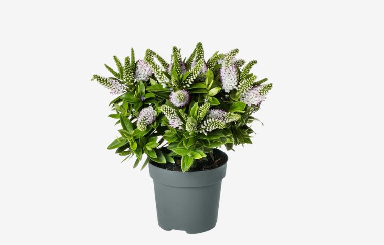 Hebe Donna Jenna, kont. p17