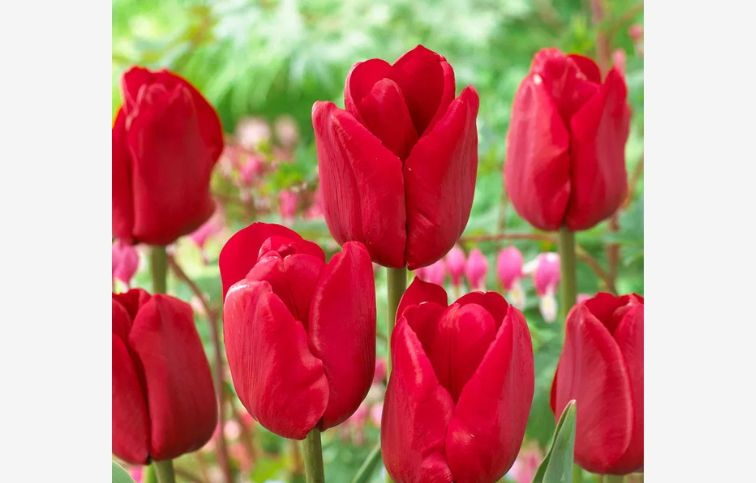 Tulipán Ile de France 7 ks v balení