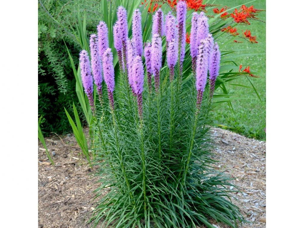 Liatra klasnatá Floristan Violet, kvetináč 9 cm