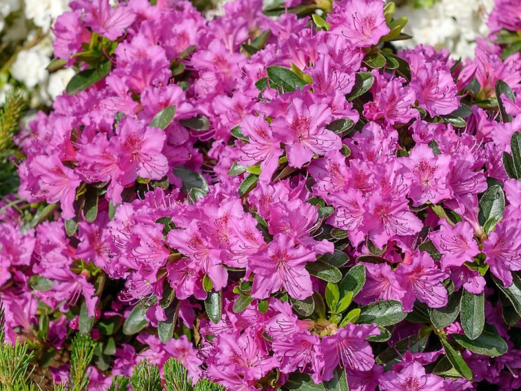 Azalka japonská Koningstein, výška 15-20 cm, kvetináč 13 cm