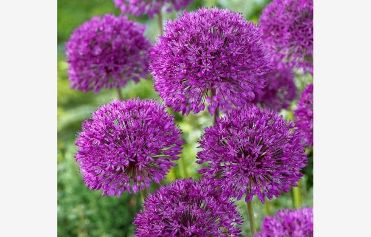 Okrasný cesnak Purple Sensation 5 ks v balení