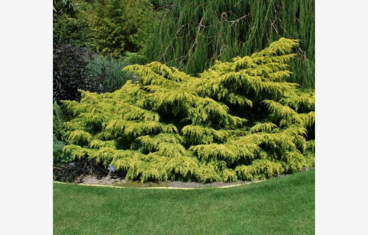 Borievka Old Gold, kont. p9