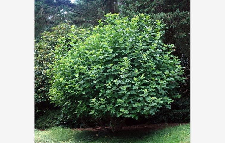 Figovník Desert King 30-40 cm, kont. 2 l