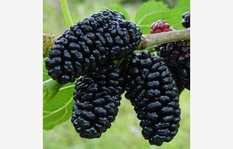 Moruša Sisyphus Everbearing Bombyx 80-100cm, kont. 2 l