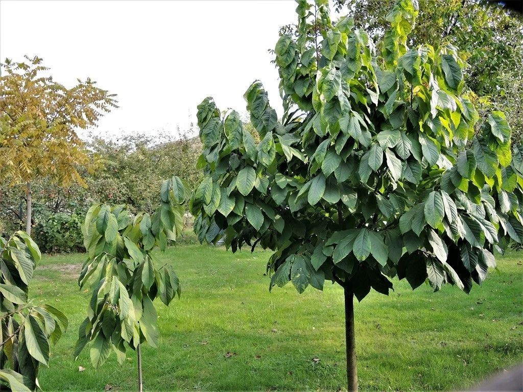 Ásimina trojlaločná Prima 1216, výška 70-100 cm, kvetináč 3 l