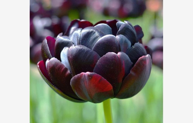 Tulipán Black Hero 5 ks v balení