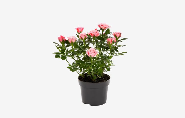 Mini ruža Kordana Flirt, kont. p10,5