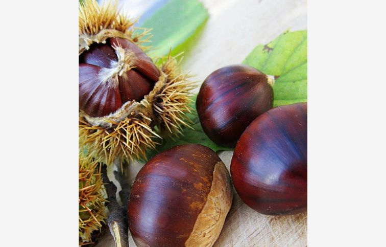 Gaštan jedlý Maraval, semenáč, 140-160 cm , kont. 6 l