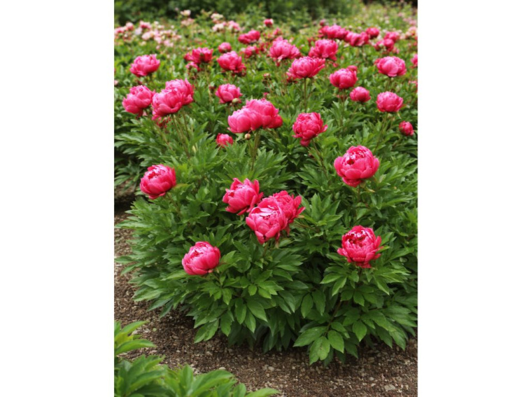 Pivonka bylinná London, kvetináč 1,5 l