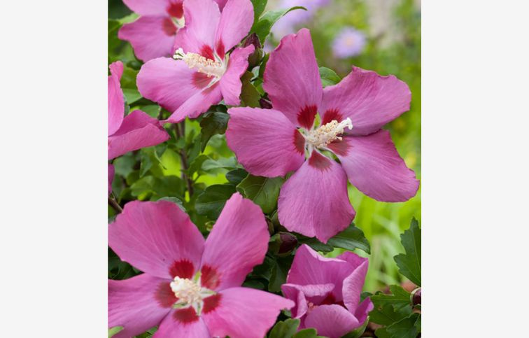 Ibištek sýrsky Woodbridge 30-40 cm, kont. C3