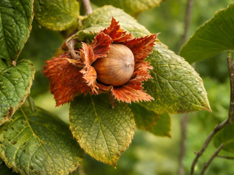 Lieska obyčajná Red Majestic, výška 60-80 cm, kvetináč 23 cm