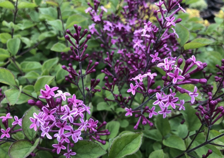 Orgován Dark Purple na 60 cm kmienku, výška 90-110 cm, kvetináč 19 cm