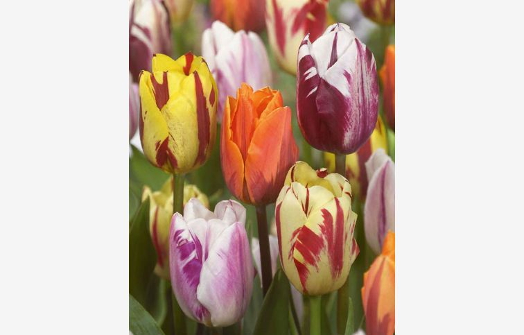 Tulipán Flaming Beauty MIX 7 ks v balení